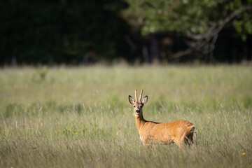 deer in the field