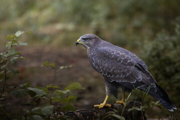 hawk on branch
