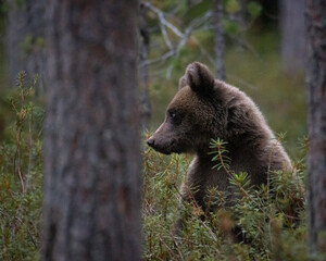 Obraz premium brown bear cub