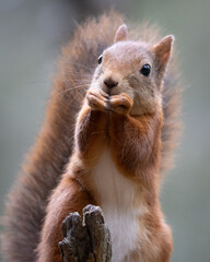 squirrel eating nut