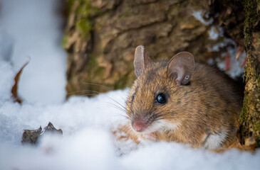 mouse in the winter