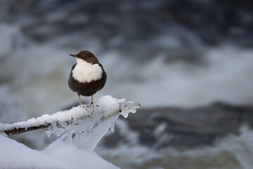 dipper on a branch