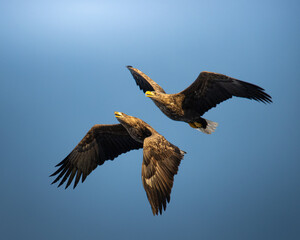 white tailed eagles in flight