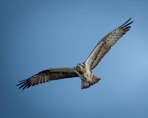 osprey in flight