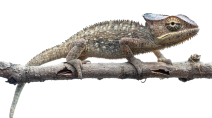 Chameleon perched on a branch showcasing its unique skin patterns and textures in natural habitat