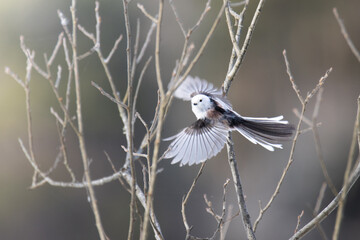 Fototapeta premium tit in flight
