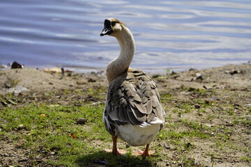 The swan goose (Anser cygnoides) is a large goose with a natural breeding range in inland Mongolia, Northeast China, and the Russian Far East. Lago Jacarey, Fortaleza, Brazil.
