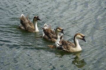 The swan goose (Anser cygnoides) is a large goose with a natural breeding range in inland Mongolia, Northeast China, and the Russian Far East. Lago Jacarey, Fortaleza, Brazil.

