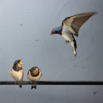 bird on a fence