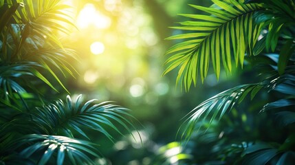 Tropical foliage sunlit jungle backdrop