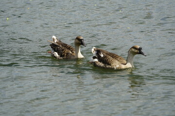 Fototapeta premium The swan goose (Anser cygnoides) is a large goose with a natural breeding range in inland Mongolia, Northeast China, and the Russian Far East. Lago Jacarey, Fortaleza, Brazil. 