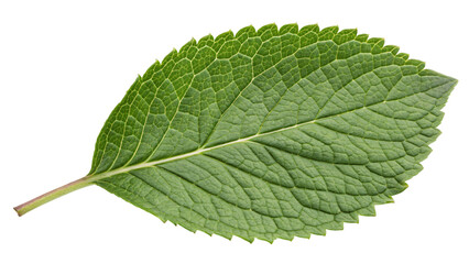 Obraz premium Fresh green leaf macro captures nature's isolated beauty