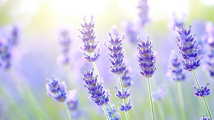 Naklejka premium Lavender field in sunlight; peaceful floral scene; background; nature photography