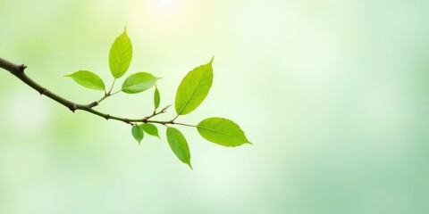 Obraz premium A Delicate Branch with Vibrant New Leaves Against a Soft Green Background, Symbolizing Renewal and the Beauty of Springtime