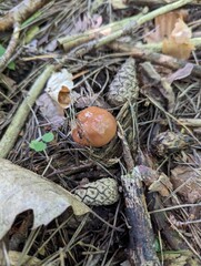 Young mushroom Suillus granulatus in a summer pine forest
