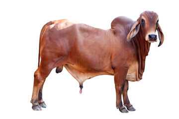 Cow,Side view of full body standing of Red cow, Beef cattle breeder, american brahman red on the ground, Brahman Cow isolated transparent background, PNG File