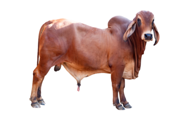 Cow,Side view of full body standing of Red cow, Beef cattle breeder, american brahman red on the ground, Brahman Cow isolated transparent background, PNG File