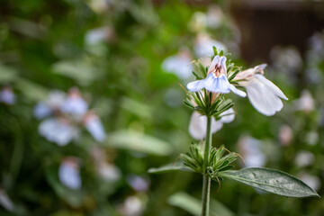 white flowers