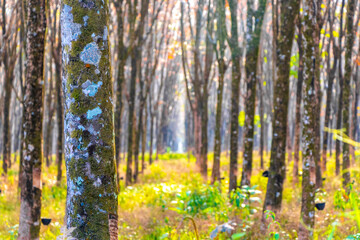 Tropical landscape rainforest jungle rubber caoutchouc trees tree plantation Thailand.