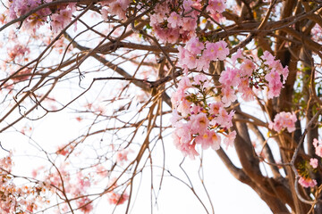 The bouquet of blossom pink flowers in the branch of trees with clear white sky in background