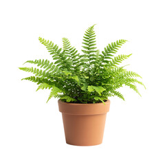 A Small Potted Fern with Delicate Feathery Fronds Isolated on Transparent Background