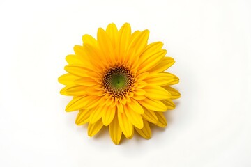 Fototapeta premium yellow flower on a white background 
