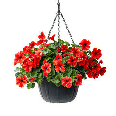 Hanging Basket with Red Flowers Isolated on Transparent Background