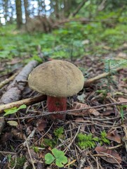 Caloboletus calopus mushroom in a mountain spruce forest