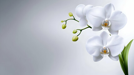 Delicate white orchids bloom gracefully, showcasing their elegant petals and vibrant green buds against a soft background.