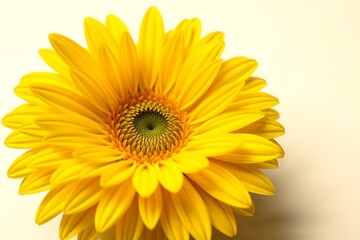 Fototapeta premium yellow flower on a white background 