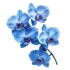 Blue Orchid Flowers Isolated on Transparent Background