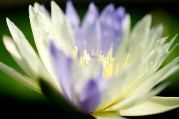 Fototapeta premium Beautiful Close-Up of a Water Lily Flower in Soft Focus Background