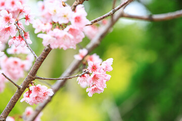 Soft Pink Cherry (Sakura) Blossoms on Branch