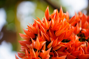Vibrant Orange Blossoms from Nature&rsquo;s Colorful Palette