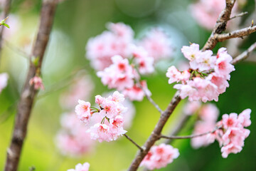 Obraz premium Soft Pink Cherry (Sakura) Blossoms on Branch