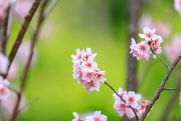 Fototapeta premium Soft Pink Cherry (Sakura) Blossoms on Branch