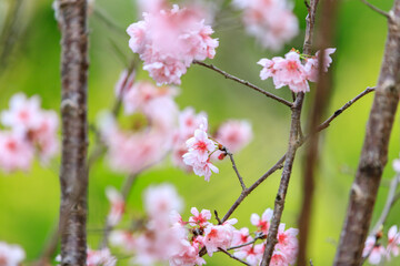 Soft Pink Cherry (Sakura) Blossoms on Branch