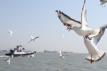 birds flying over the sea 