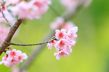 Soft Pink Cherry (Sakura) Blossoms on Branch