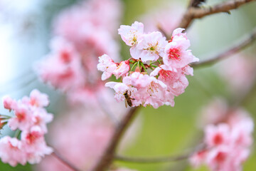 Obraz premium Soft Pink Cherry (Sakura) Blossoms on Branch