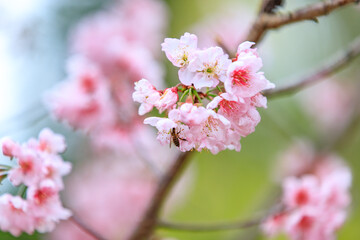 Obraz premium Beautiful Cluster of Pink Cherry (Sakura) Blossoms in Spring