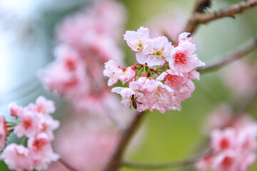 Beautiful Cluster of Pink Cherry (Sakura) Blossoms in Spring