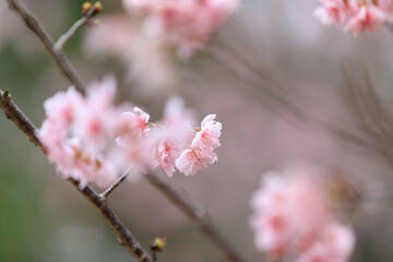 Beautiful Cluster of Pink Cherry (Sakura) Blossoms in Spring