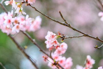 Beautiful Cluster of Pink Cherry (Sakura) Blossoms in Spring