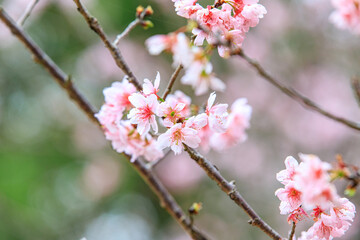 Beautiful Cluster of Pink Cherry (Sakura) Blossoms in Spring