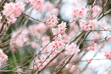 Cherry (Sakura) Blossoms Blooming on Tree Branches