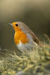 portrait d'un rouge gorge dans l'herbe 