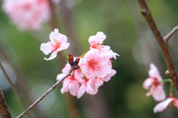 Fototapeta premium Beautiful Cluster of Pink Cherry (Sakura) Blossoms in Spring