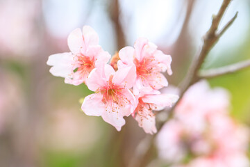 Beautiful Cluster of Pink Cherry (Sakura) Blossoms in Spring