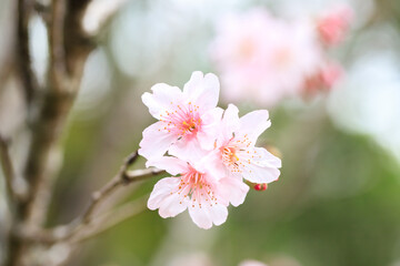 Beautiful Cluster of Pink Cherry (Sakura) Blossoms in Spring